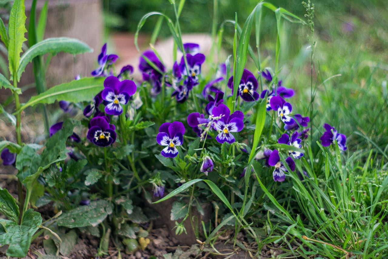 Flowers