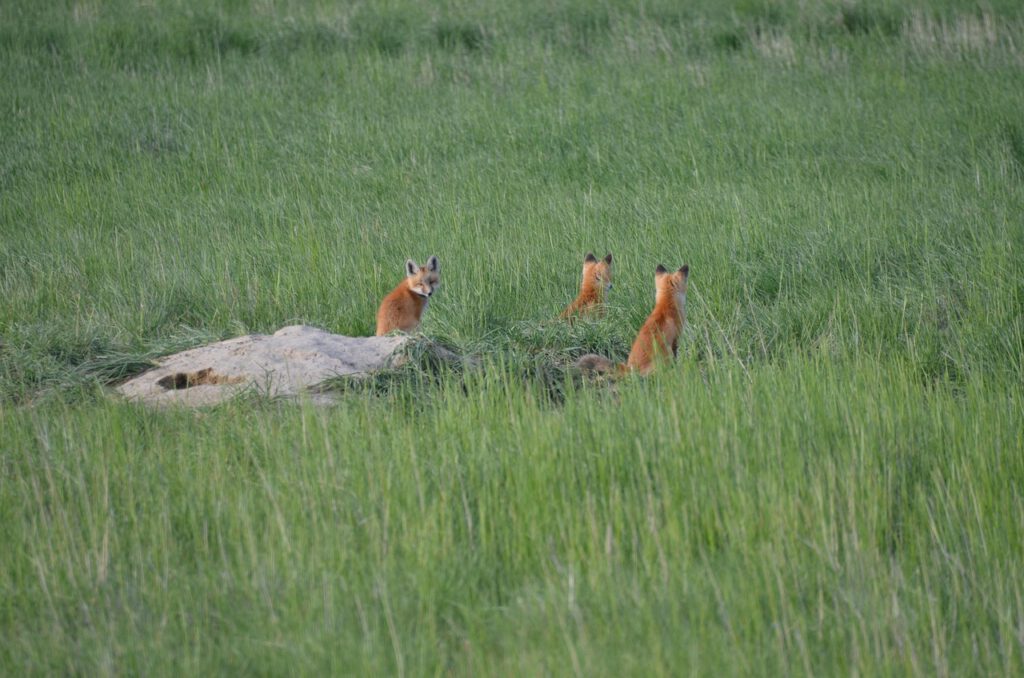 nature, animals, fox, foxes, grass, red, wildlife, den, fox, den, den, den, den, den